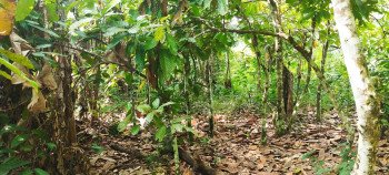 AUTOROUTE DU NORD PK 65: PARCELLE DE 1 HECTARE BRUTE AVEC CACAOYERS EN VENTE card image