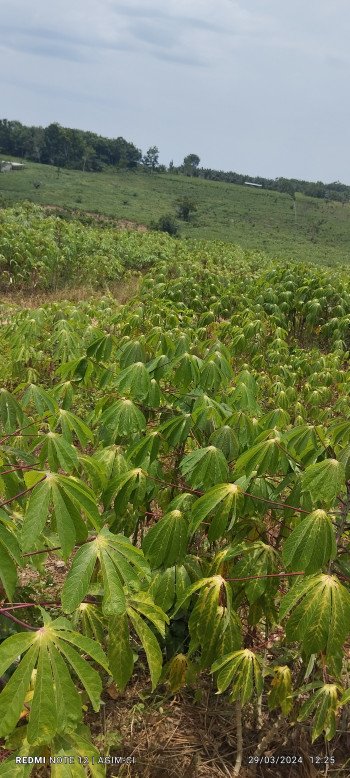 SONGON KASSEMBLE, PARCELLE DE 10 HECTARES AVEC ACD EN VENTE card image